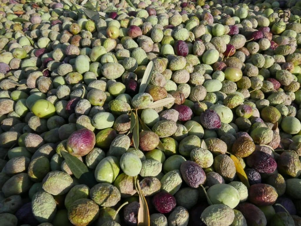 Photo 3 of Rio Bravo Ranch