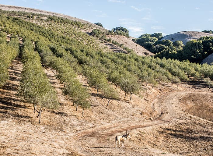 Photo 1 of Olive Press