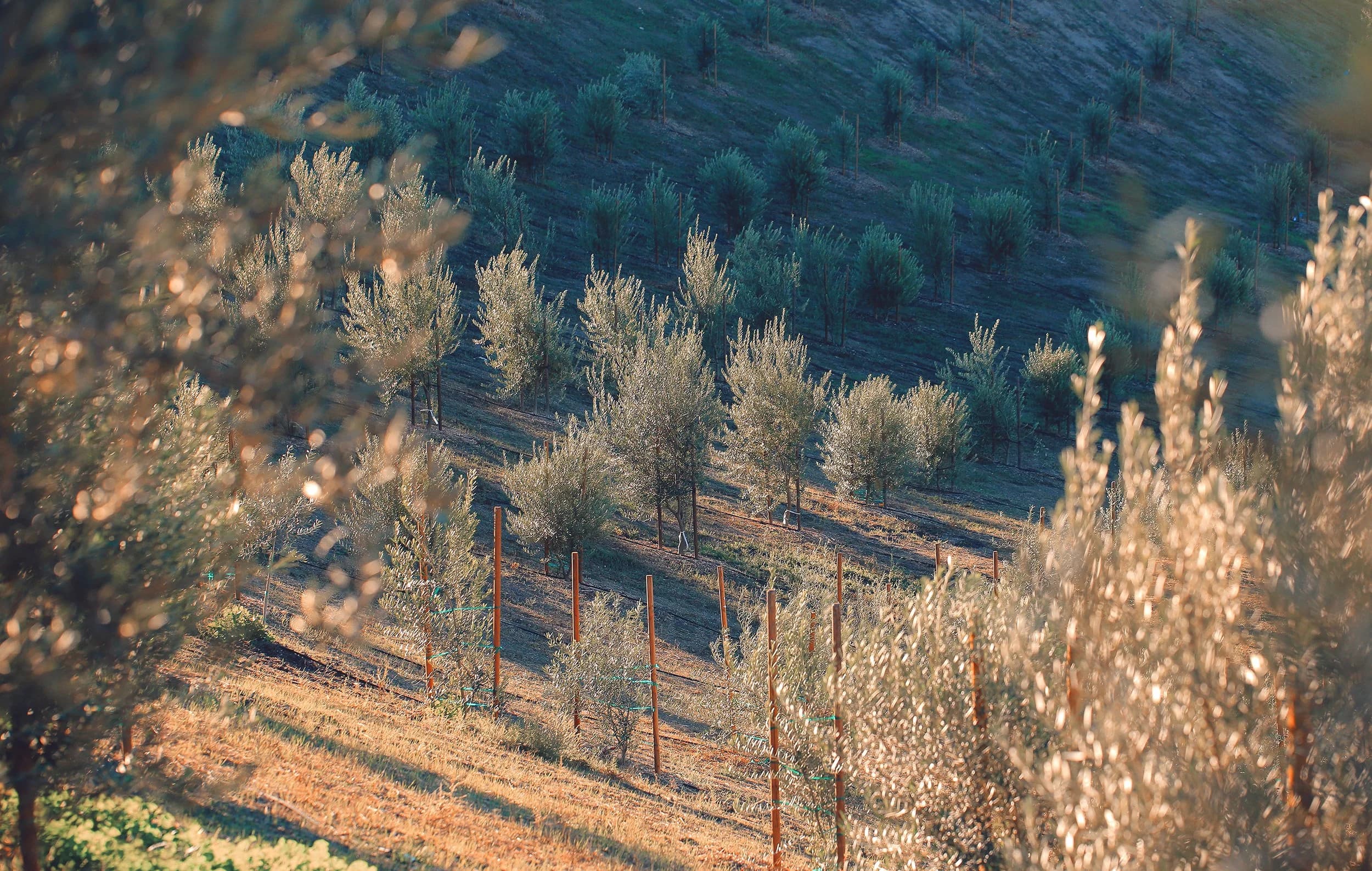 Photo 3 of Luretik