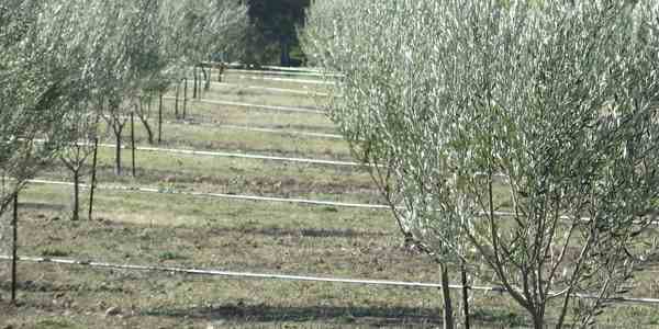 Photo 1 of Central Coast Olive Company