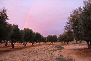 Photo 4 of Moonrise Grove